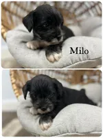 Milo, a male Miniature Schnauzer for sale in Revere, MO – 1 of 1