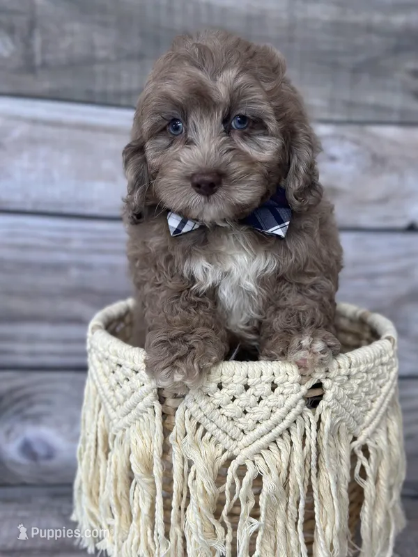 Max – Cockapoo puppy for sale in Revere, MO