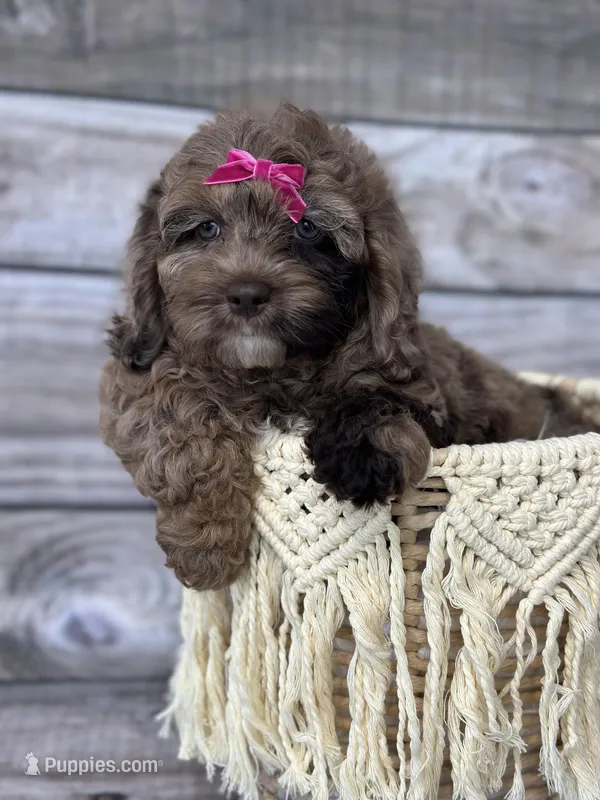 Luna – Cockapoo puppy for sale in Revere, MO