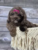 Luna, a female Cockapoo for sale in Revere, MO – 3 of 6
