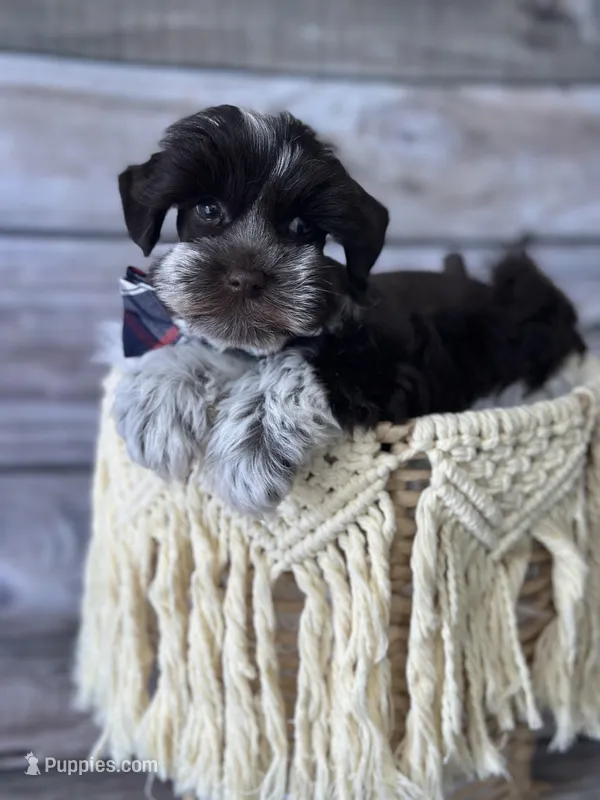 Rex – Miniature Schnauzer puppy for sale in Revere, MO