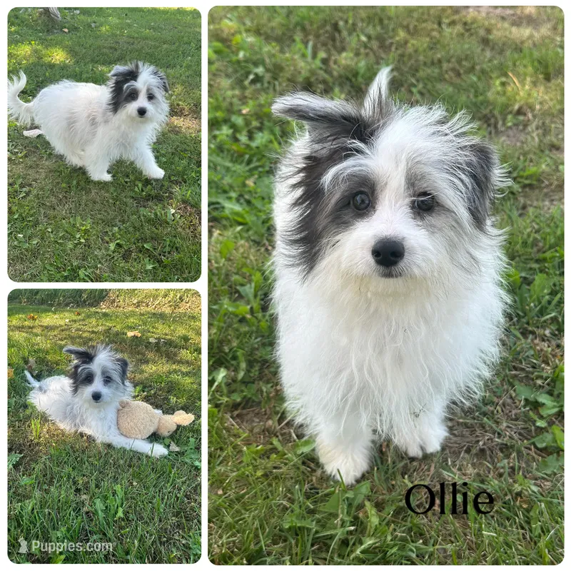Ollie – Pomapoo puppy for sale in Revere, MO