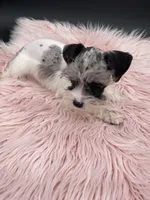 Reba, a female Miniature Schnauzer for sale in Revere, MO – Photo 2 of 3