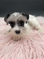 Reba, a female Miniature Schnauzer for sale in Revere, MO – Photo 1 of 3