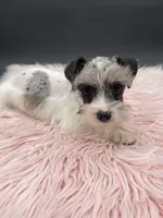 Reba, a female Miniature Schnauzer for sale in Revere, MO – Photo 3 of 3