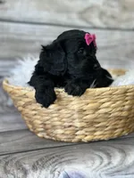 Vivian, a female Cockapoo for sale in Revere, MO – 2 of 2