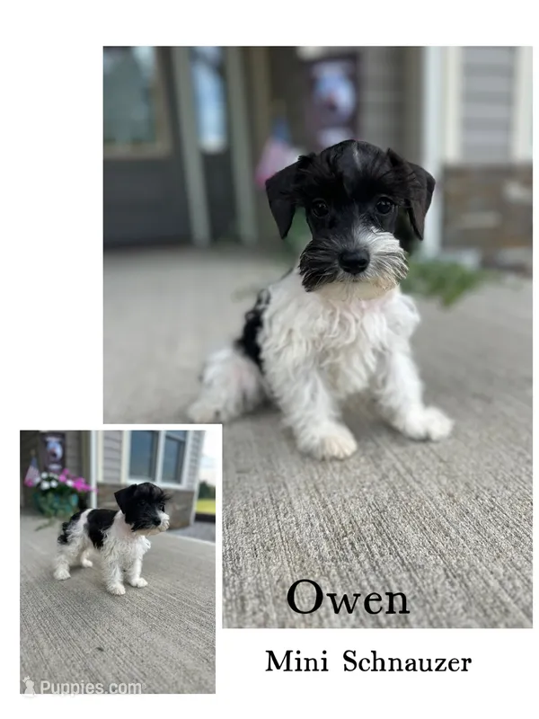 Owen – Miniature Schnauzer puppy for sale in Revere, MO