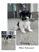 Owen, a male Miniature Schnauzer for sale in Revere, MO – 1 of 5