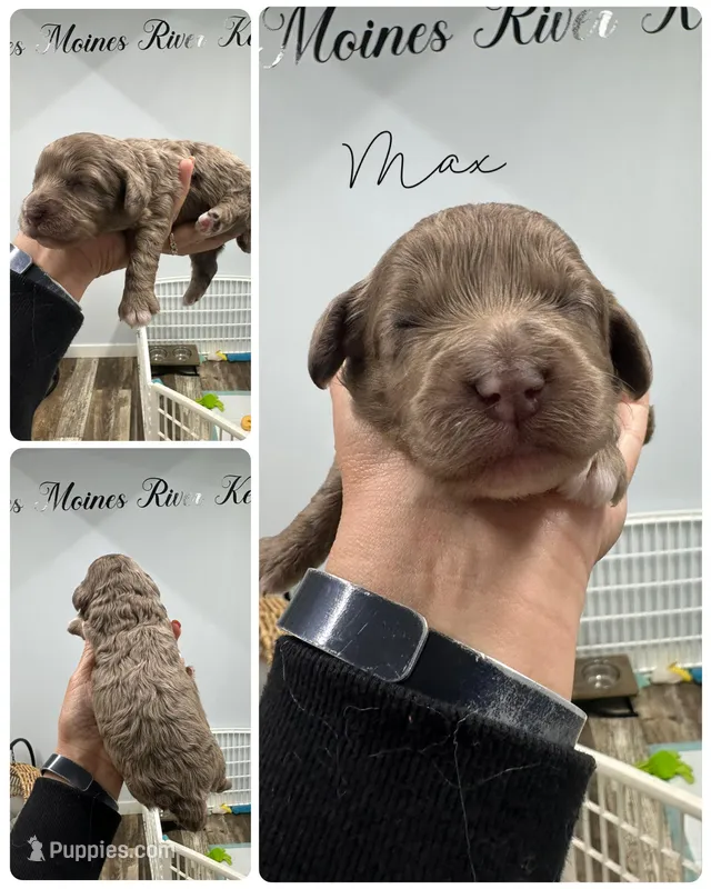 Max – Cockapoo puppy for sale in Revere, MO