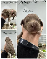 Max, a male Cockapoo for sale in Revere, MO – 1 of 1
