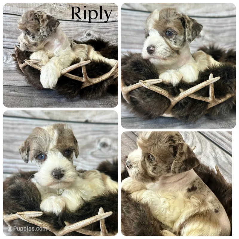 Riply – Miniature Schnauzer puppy for sale in Revere, MO
