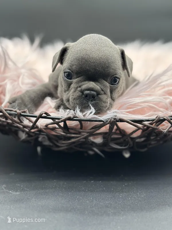 Jade – French Bulldog puppy for sale in Revere, MO