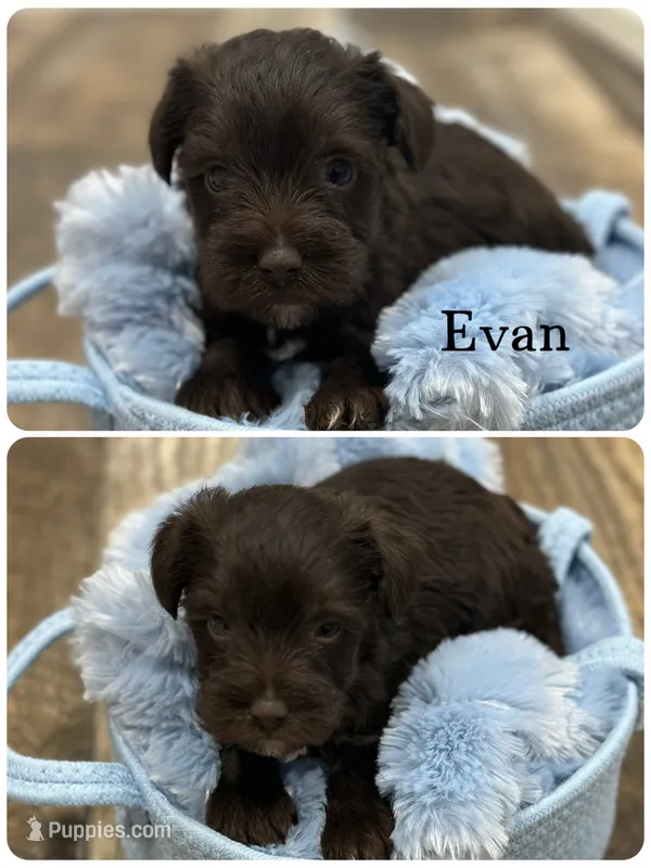 Evan – Miniature Schnauzer puppy for sale in Revere, MO