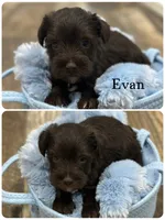 Evan, a male Miniature Schnauzer for sale in Revere, MO – 1 of 1