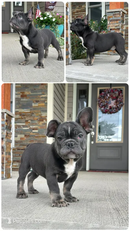 Rocco – French Bulldog puppy for sale in Revere, MO
