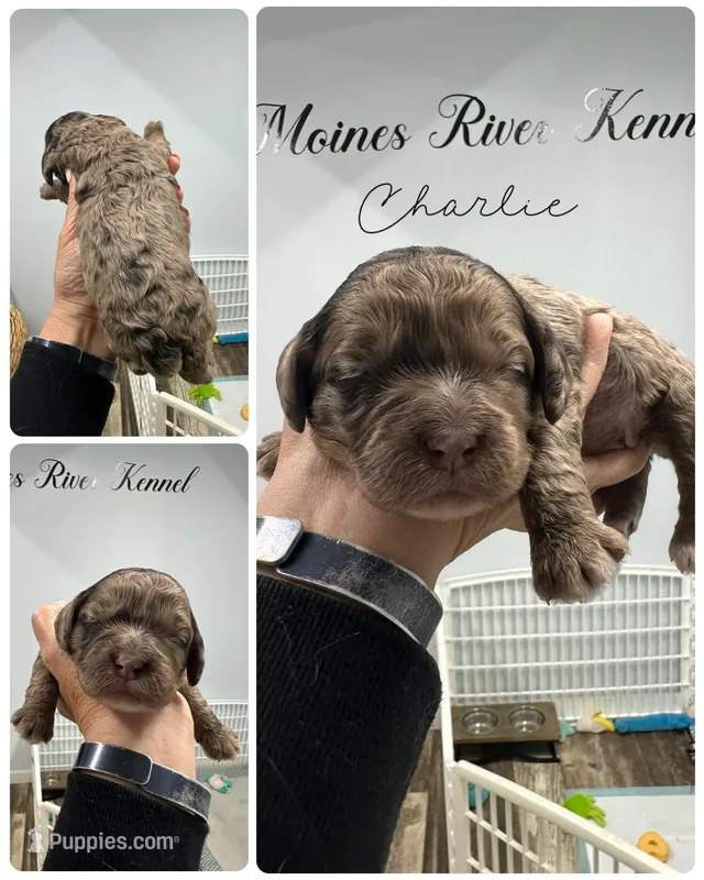 Charlie – Cockapoo puppy for sale in Revere, MO