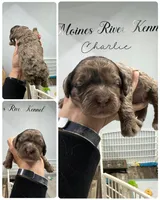 Charlie, a male Cockapoo for sale in Revere, MO – 1 of 1