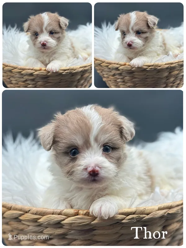 Thor – Pomapoo puppy for sale in Revere, MO
