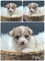 Thor, a male Pomapoo for sale in Revere, MO – 2 of 3
