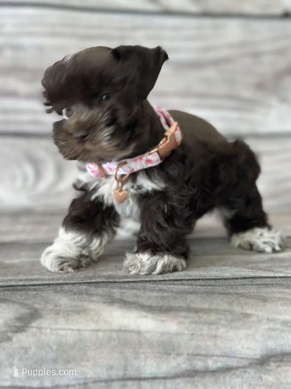 Rory – Miniature Schnauzer puppy for sale in Revere, MO