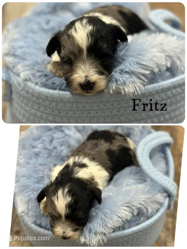 Fritz – Miniature Schnauzer puppy for sale in Revere, MO