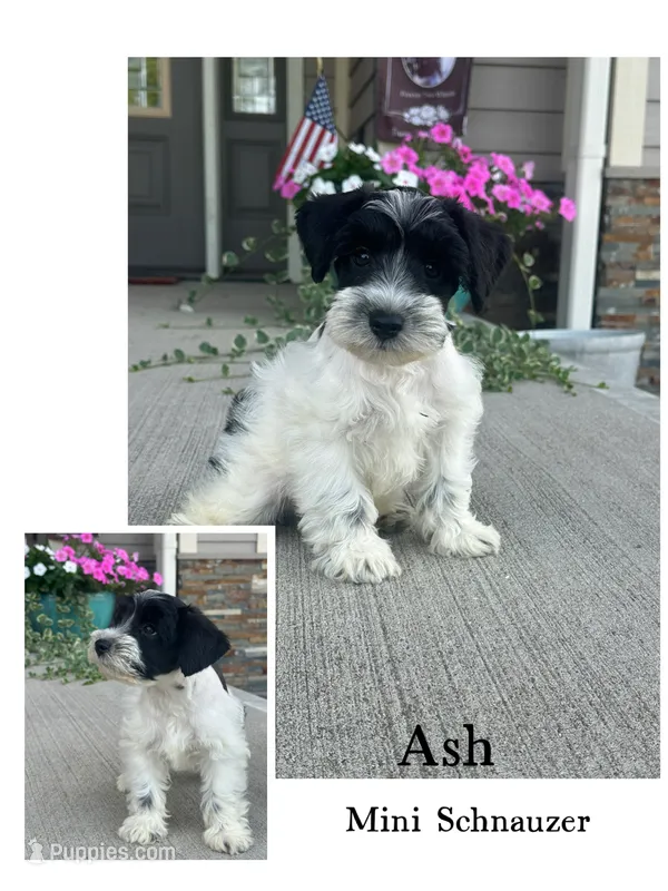 Ash – Miniature Schnauzer puppy for sale in Revere, MO