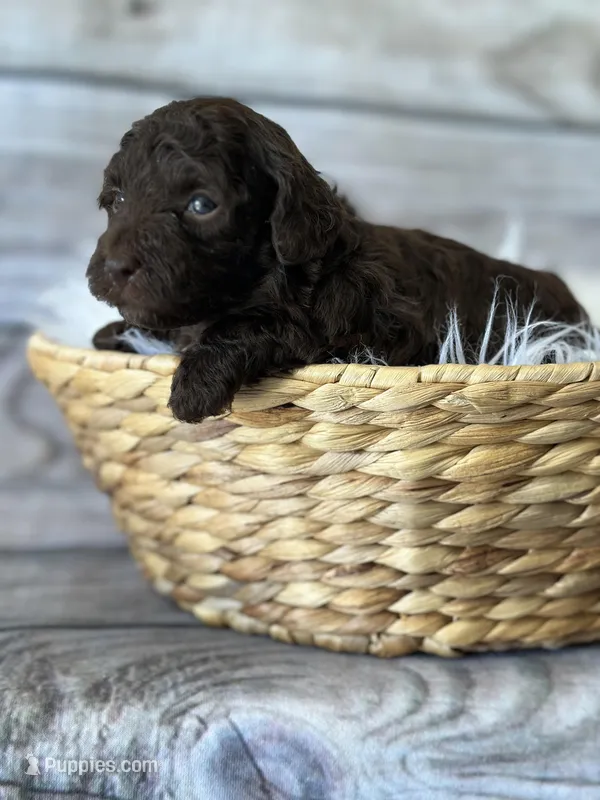 Teddy – Poodle - Miniature  puppy for sale in Revere, MO