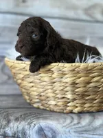 Teddy, a male Poodle - Miniature  for sale in Revere, MO – 1 of 2