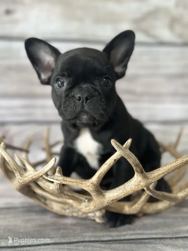 Raven – French Bulldog puppy for sale in Revere, MO