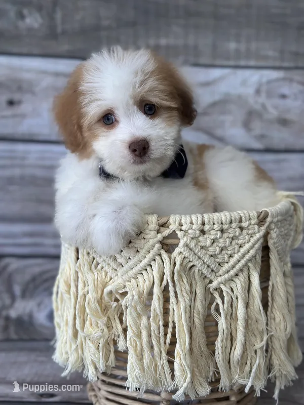 Leo – Pomapoo puppy for sale in Revere, MO