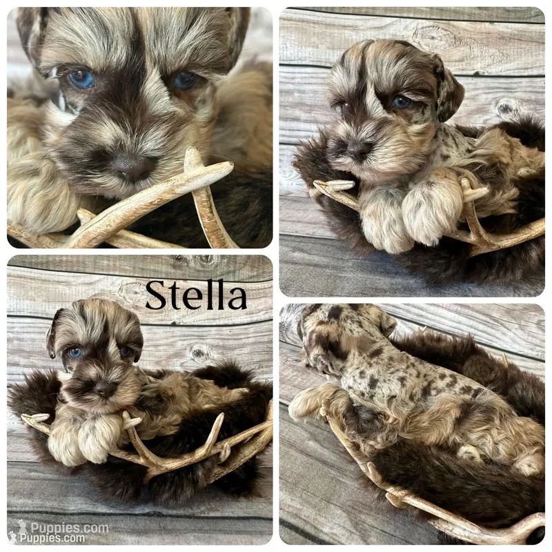 Stella – Miniature Schnauzer puppy for sale in Revere, MO