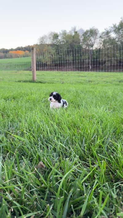 REX, a male Cavapoo for sale in Beach City, OH – 10 of 10