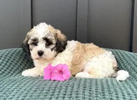 Cody, a male Bichon Frise and Shih Tzu for sale in Beach City, OH – 6 of 9
