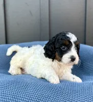ROMEO, a male Cavapoo for sale in Beach City, OH – 5 of 10