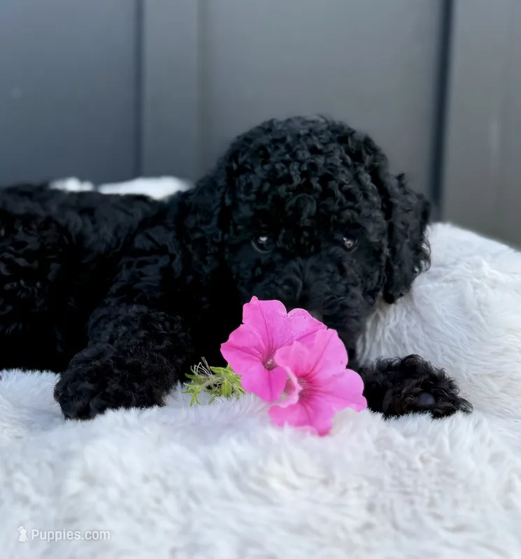 Sammy – Miniature Goldendoodle puppy for sale in Beach City, OH