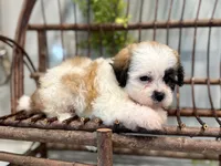 Nancy, a female Bichon Frise and Shih Tzu for sale in Beach City, OH – 3 of 10