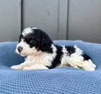 REX, a male Cavapoo for sale in Beach City, OH – 3 of 10