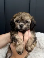 Alaina, a female Bichon Frise and Shih Tzu for sale in Beach City, OH – 6 of 10