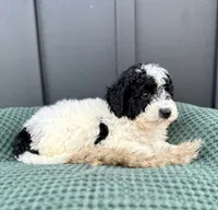 Sadie, a female Miniature Goldendoodle for sale in Beach City, OH – 3 of 9