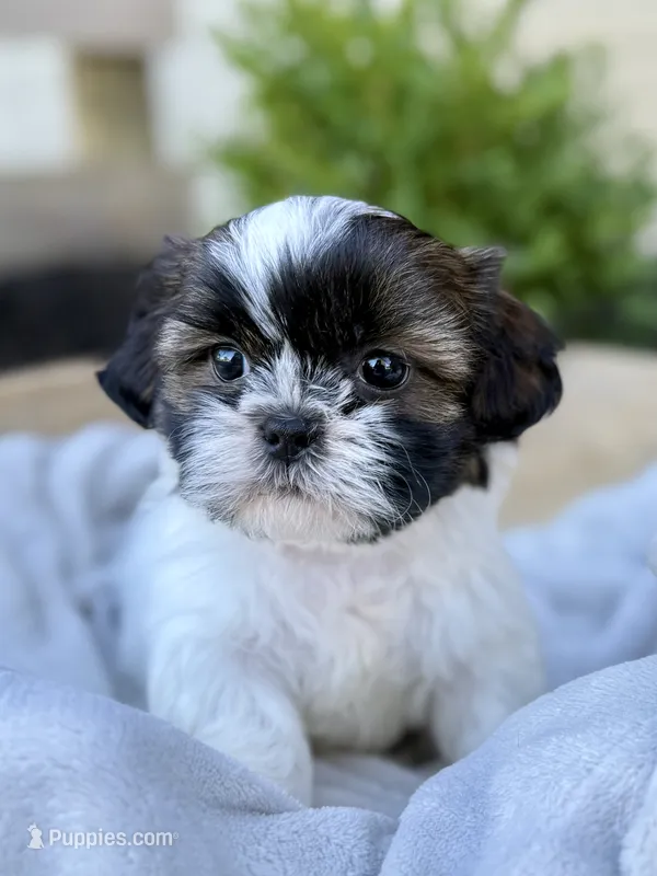 AKC Leo – Shih Tzu puppy for sale in Beach City, OH