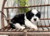 Nella, a female Bichon Frise and Shih Tzu for sale in Beach City, OH – 4 of 10