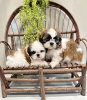 AKC Dallas, a male Shih Tzu for sale in Beach City, OH – 4 of 9