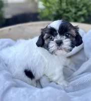 AKC Leo, a male Shih Tzu for sale in Beach City, OH – 4 of 10