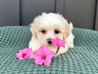 Callie, a female Bichon Frise and Shih Tzu for sale in Beach City, OH – 1 of 10