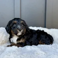 REO, a male Cavapoo for sale in Beach City, OH – 4 of 10