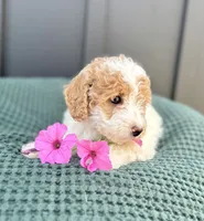 Sophie, a female Miniature Goldendoodle for sale in Beach City, OH – 2 of 10