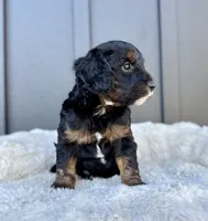 ROSCO, a male Cavapoo for sale in Beach City, OH – 6 of 10