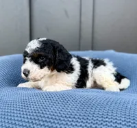 REX, a male Cavapoo for sale in Beach City, OH – 4 of 10