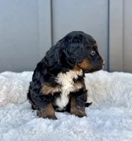 REO, a male Cavapoo for sale in Beach City, OH – 6 of 10