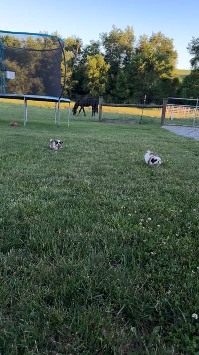 AKC Dallas, a male Shih Tzu for sale in Beach City, OH – 8 of 9